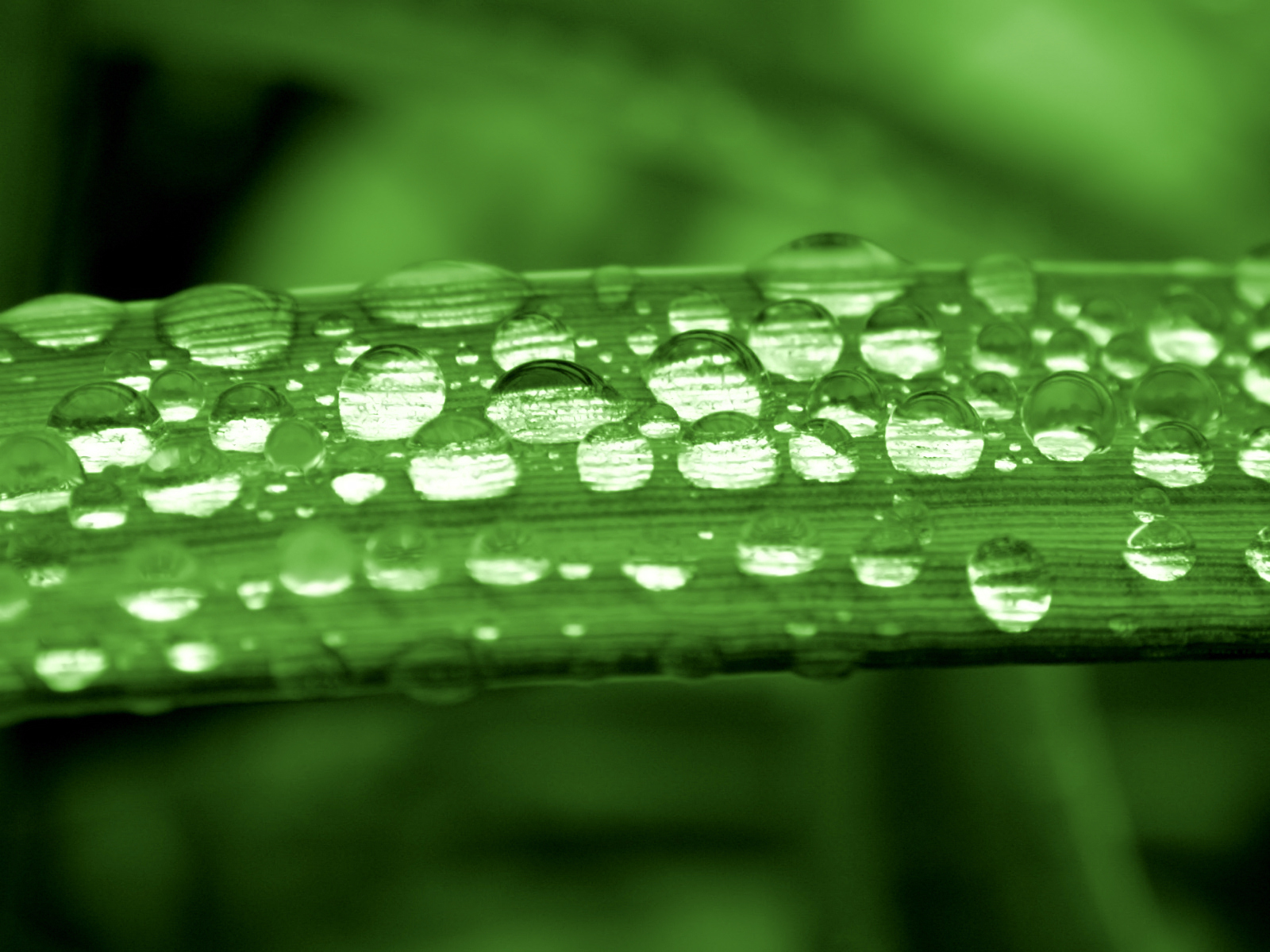 Fond d'ecran Perles de pluie