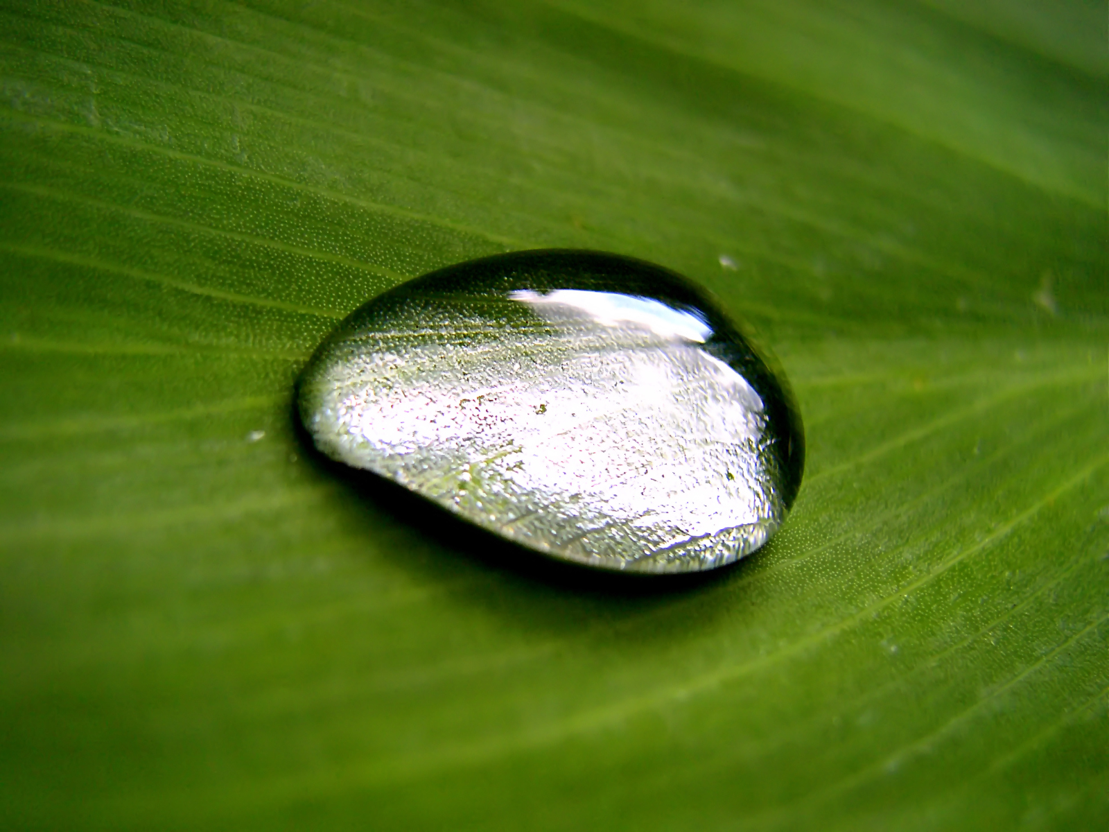 Fond d'ecran Bille d'eau sur plante